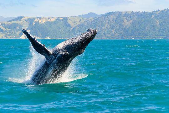 Whale Breaching, Maui