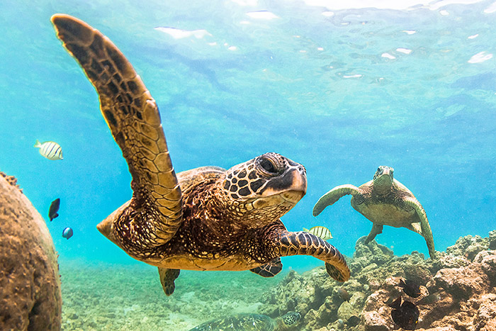 Hawaii - Leatherback Turtle